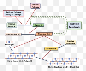 Homeostasis And - Blood Clotting Feedback Loop Diagram Emoji,The Three Components That Any Complete Treatment Of Emotion Should Include Are