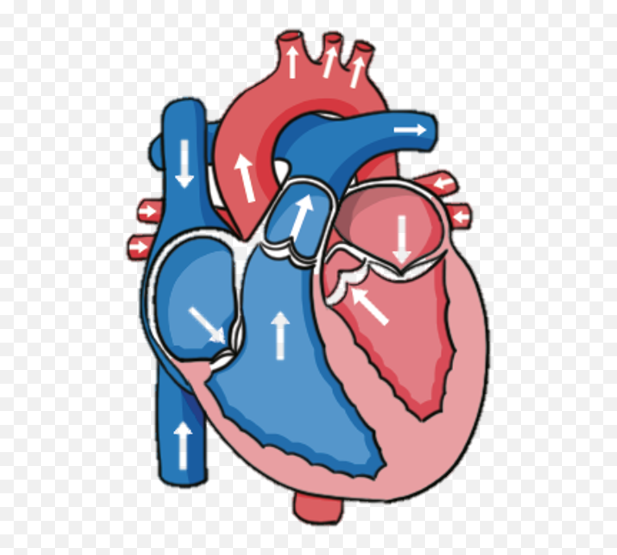 Unit 2 Body Systems - Baamboozle Heart Emoji,Emoji For Vagina