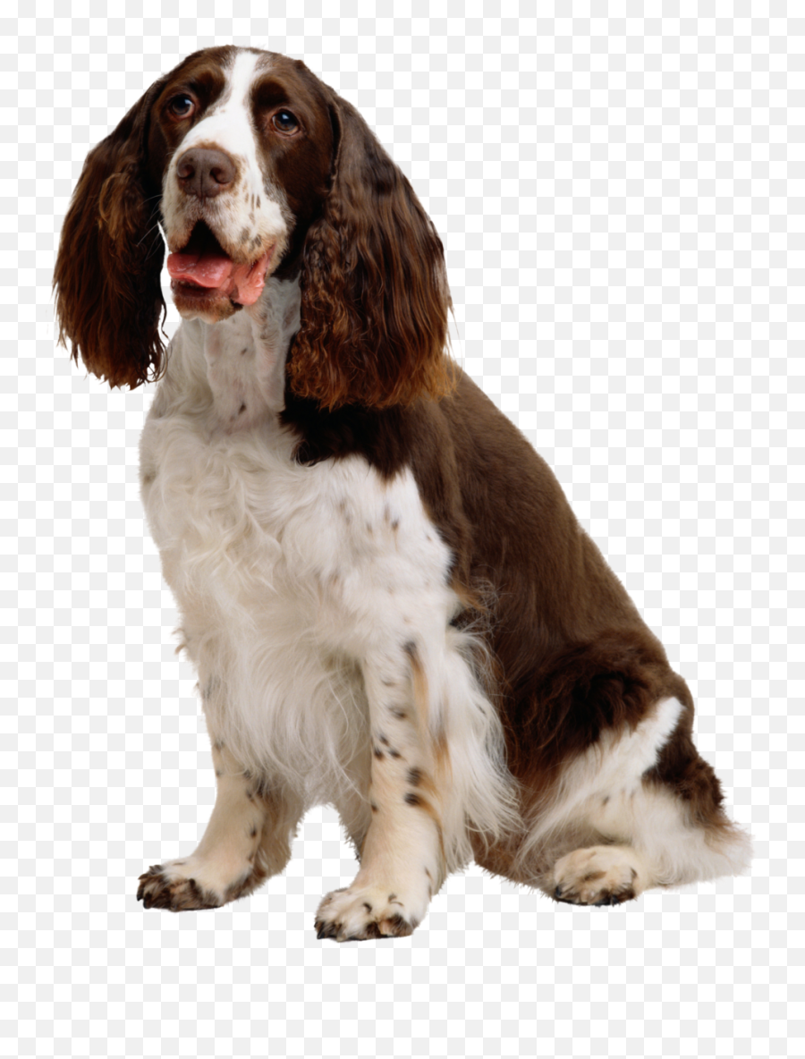 Perro Png Hd Hubpng Es Emoji,Cocker Spaniel Emojis For Messenger