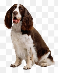 Perro Png Hd Hubpng Es Emoji,Cocker Spaniel Emojis For Messenger