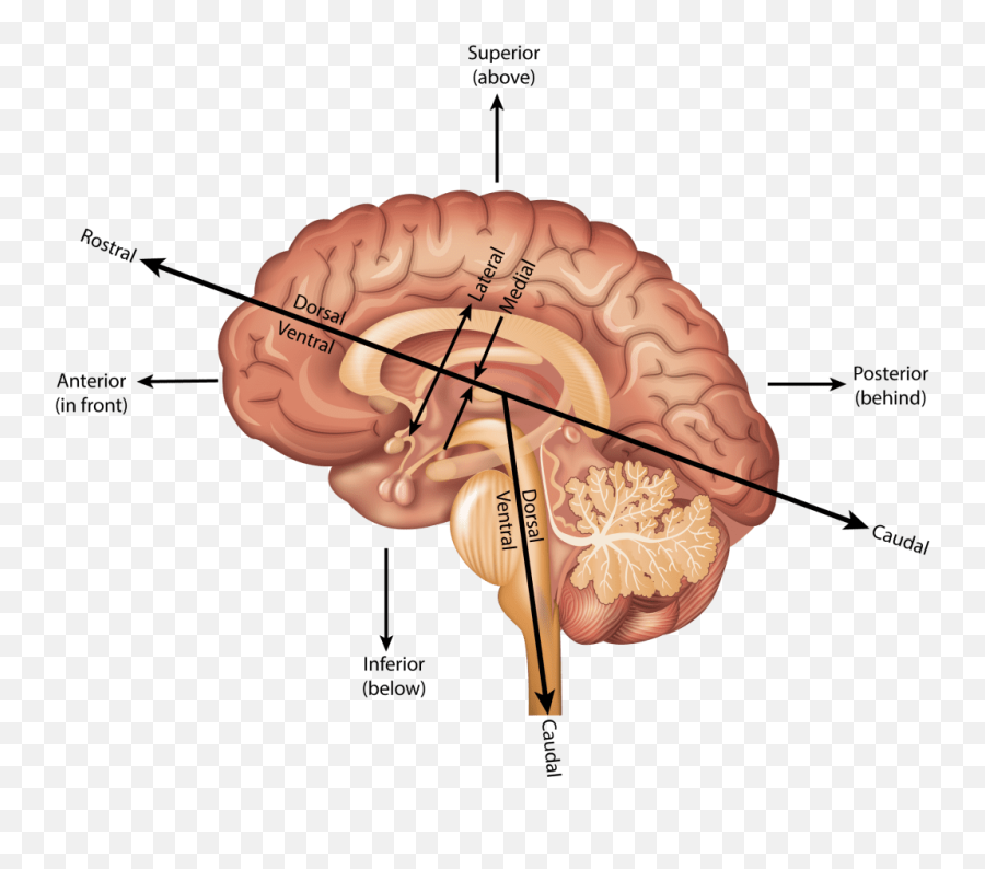 Rostral - Brain Caudal Emoji,Frontal Lobe Emotion