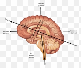 Rostral - Brain Caudal Emoji,Frontal Lobe Emotion