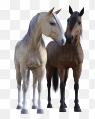 Jumpy Horse Stickers By Internet Reshenia Llc - Mustang Emoji,Horse Emoji App