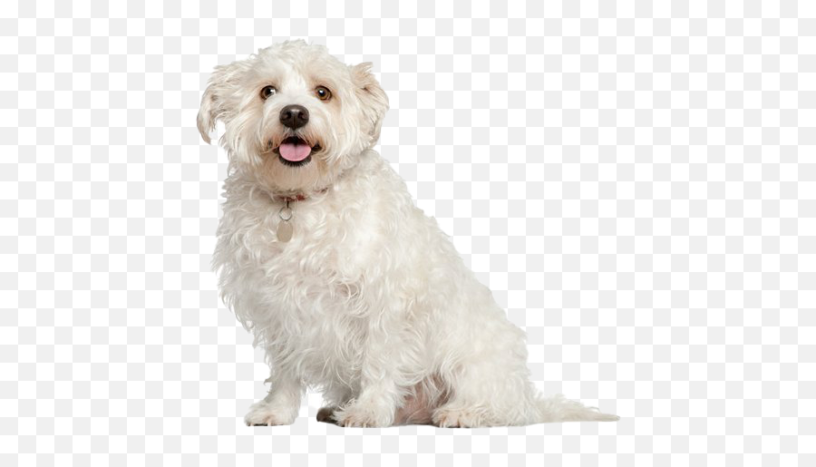 Shih Tzu Puppy Transparent Png Png Mart Emoji,Bichon Emoji