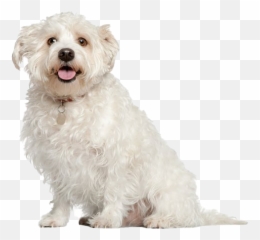 Shih Tzu Puppy Transparent Png Png Mart Emoji,Bichon Emoji