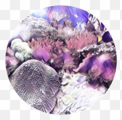 Sea Coral Sticker By Forever We Are Young - Coral Emoji,Coral Emoji