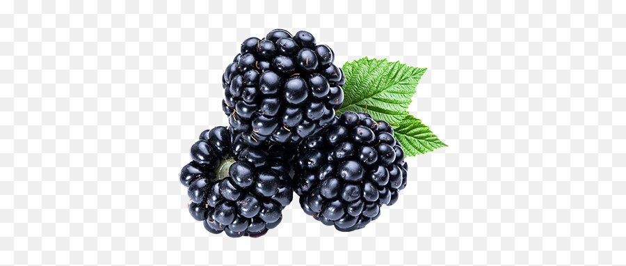 Download Kiss Purple - Blackberry Fruit Emoji,Kiss Emoticon Blackberry