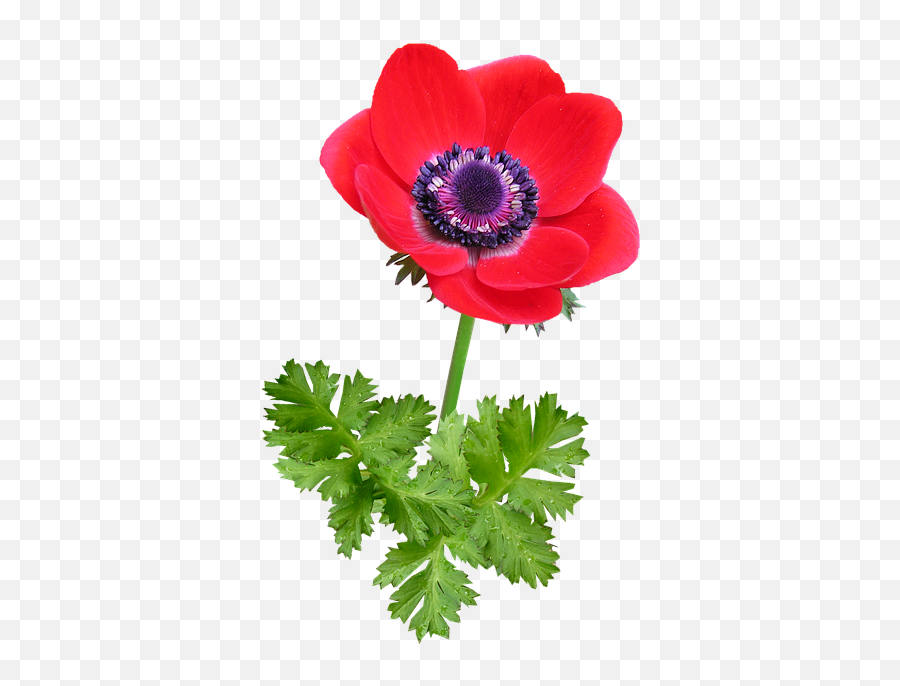 Imagens Variadas Com Fundos Transparentes - Poppy Anemone Emoji,Emoticons De Bebe Fazendo Biquinho