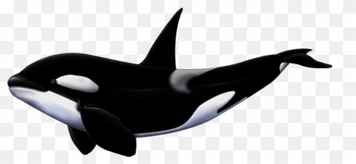 Killer Whale Whale Whales Orca - De Killer Whale Hungry Shark World Emoji,Orcas Brain Emotions