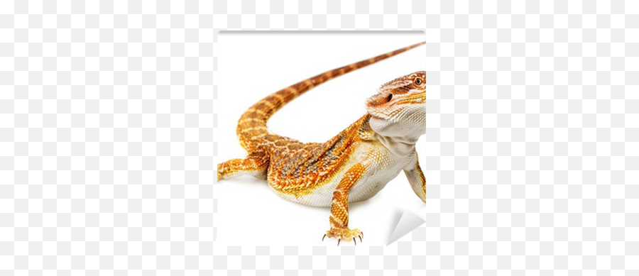 Bearded Dragon - Pogona Vitticeps Emoji,Do Bearded Dragons Change Color Do To Emotion