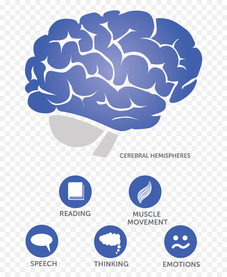 Download Where Does Glioblastoma Occur In The Brain - Brain Glioblastoma Png Emoji,Brain And Emotions