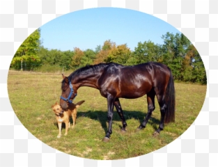 Make Fun Of Life - Friendship Dog At Horse Barn Emoji,Animated Horse Emotions