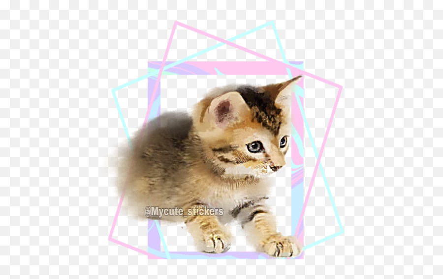 Sticker Maker - Cat Emoji,Emojis Gatitos