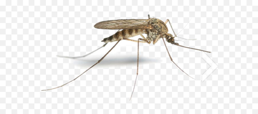 Mosquito Png Hd - Mosquito Png Emoji,Miquito Emoji Mosquito Png Hd - Mosquito Png Emoji,Miquito Emoji