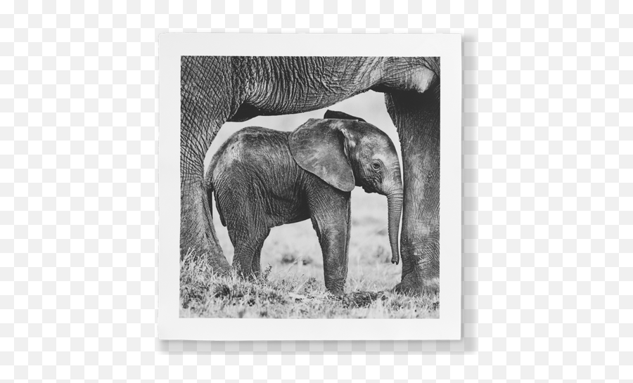 By Collection U2013 Haviland Usa Inc - Indian Elephant Emoji,Elephants And Emotion
