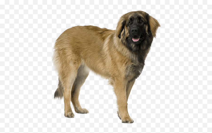 Leonberger - Estrela Mountain Dog Back Emoji,Caucasian Mountain Shepherd Puppy Emoticon