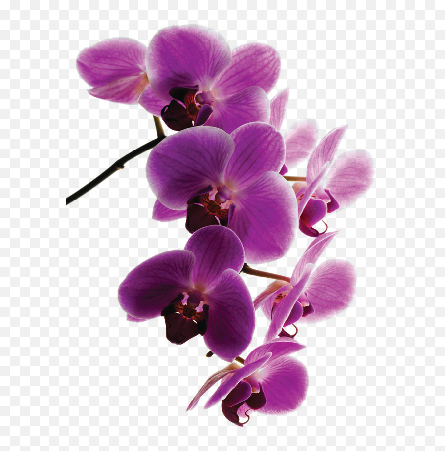 Medico Ruso En Mallorca - Dra Orchids Emoji,Emoticon 