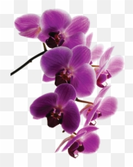Medico Ruso En Mallorca - Dra Orchids Emoji,Emoticon 