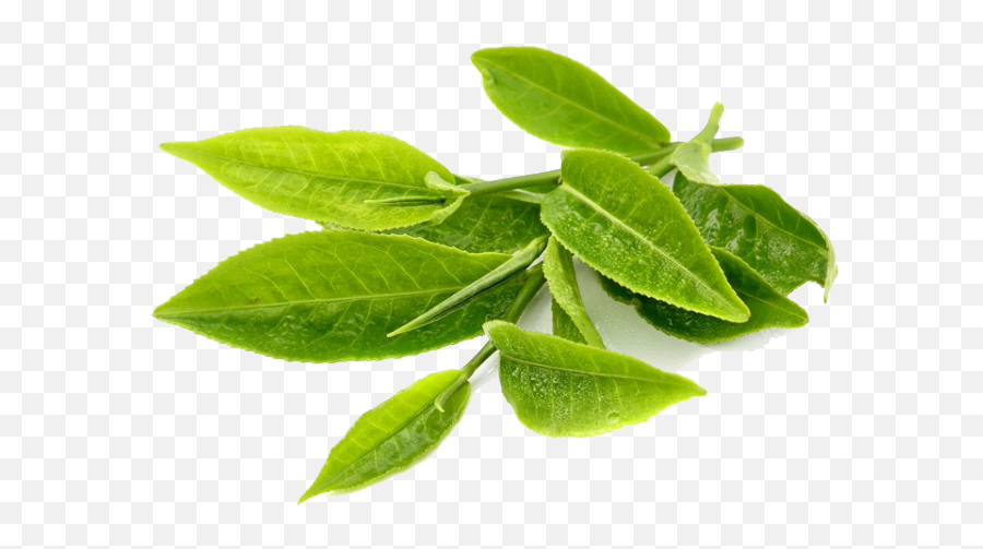 Green Tea Transparent Png Png Svg Clip - Tea Leaves Without Background Emoji,Green Tea Emoji