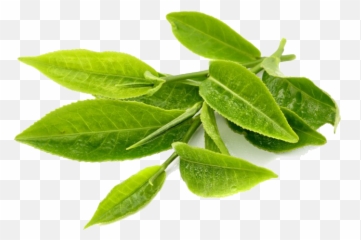 Green Tea Transparent Png Png Svg Clip - Tea Leaves Without Background Emoji,Green Tea Emoji