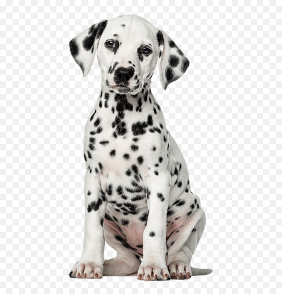 White Black Sitting Dog Png Images - Yourpngcom Emoji,Dog Black White Emoji