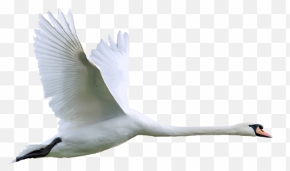 Tree Png Transparent Background Emoji,Fly High Bird Emoji