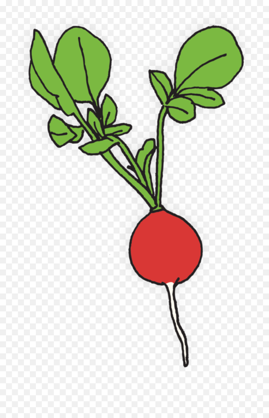 Popular And Trending - Radish Dibujo Emoji,Radish Emoji