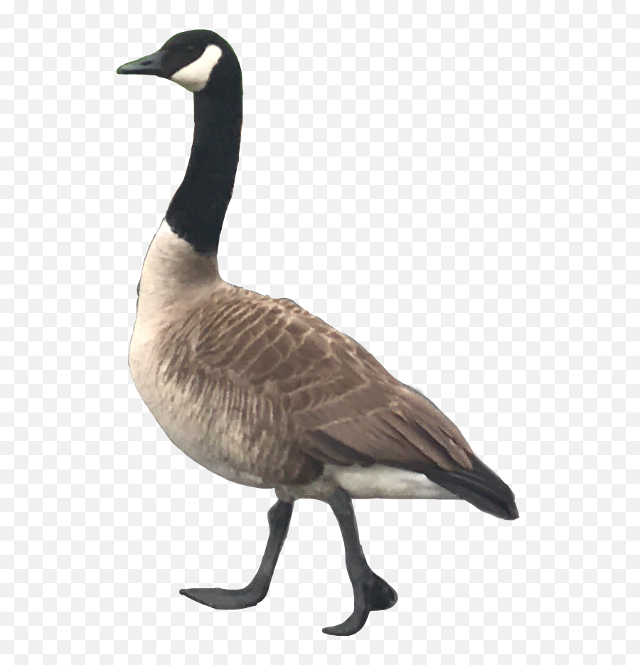 Goose Geese Goosemom Sticker By Randomness - Canada Goose Emoji,Goose Emoji