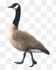 Goose Geese Goosemom Sticker By Randomness - Canada Goose Emoji,Goose Emoji