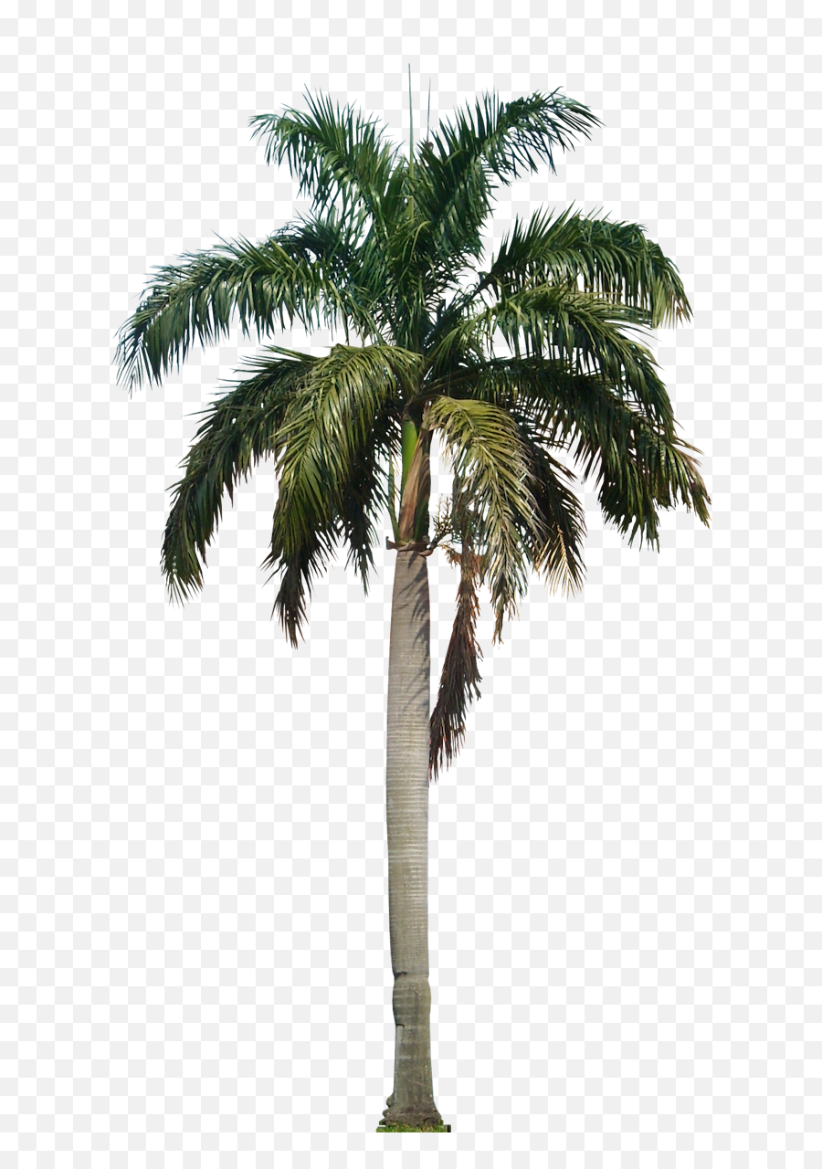 Download Hd Tropic Trees Palm Tree Png Palm Trees - Trees Images Hd Png Emoji,Tropical Emoji