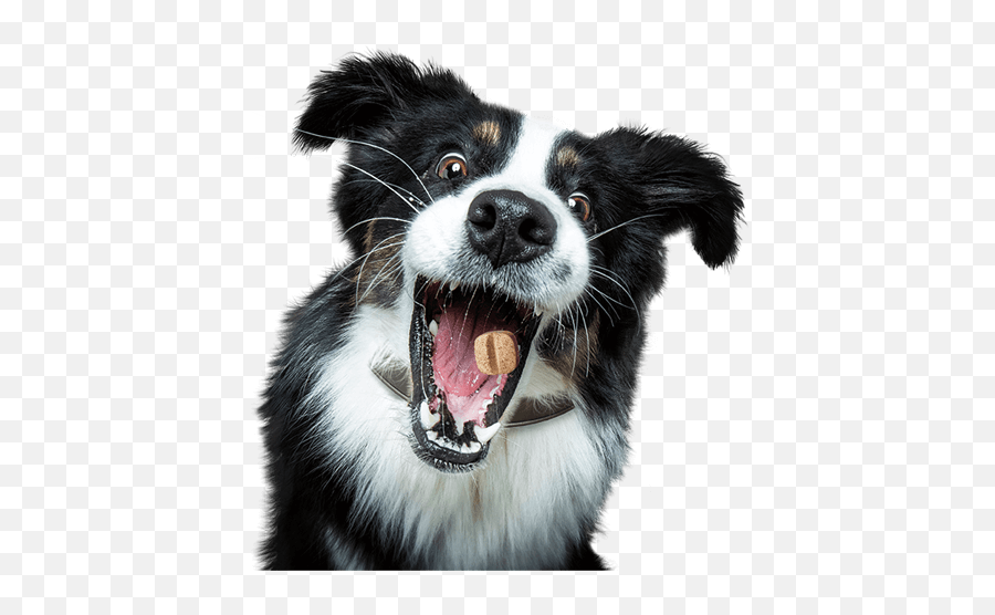 Clavamox - Leading Veterinary Antiinfective Zoetis Us Northern Breed Group Emoji,Dog Dog Heart Emoji Puzzle