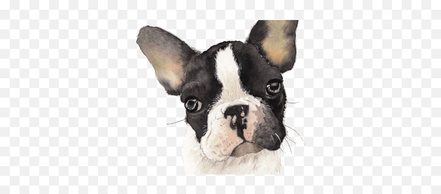 Hyung Projects - Boston Terrier Emoji,Boston Terrier Emoticons