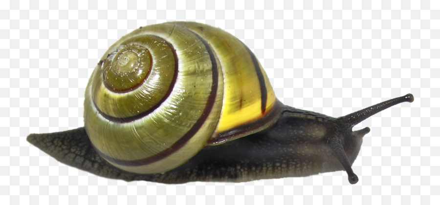 Snail Emoji Icon Caracol Icon - Snails Png,Caracol Emojis Png
