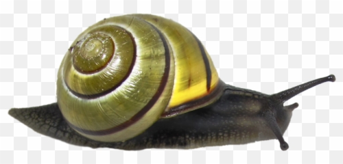 Snail Emoji Icon Caracol Icon - Snails Png,Caracol Emojis Png