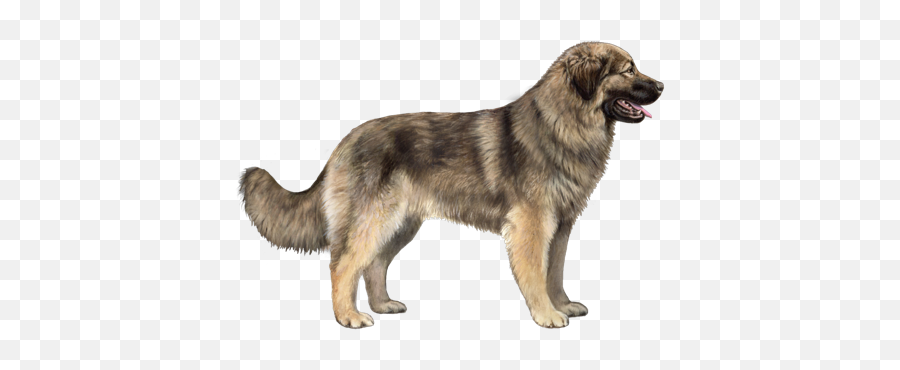 Wisdom Dog Breeds - Northern Breed Group Emoji,Caucasian Mountain Shepherd Puppy Emoticon