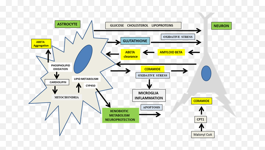 Links Between Insulin Resistance - Lipid Metabolism And Disease Emoji,Emotion Regulation Tasks Gandy Et Al 2014