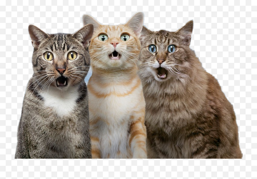 Cat Dog Pet - Surprised Cat Png Download 846545 Free Cats Png Emoji,Cats Emotions