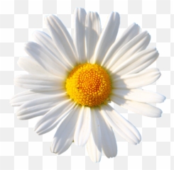 Margarita Sticker By Valentina Silva - Margarita Emoji,Find The Emoji Cheats Margarita