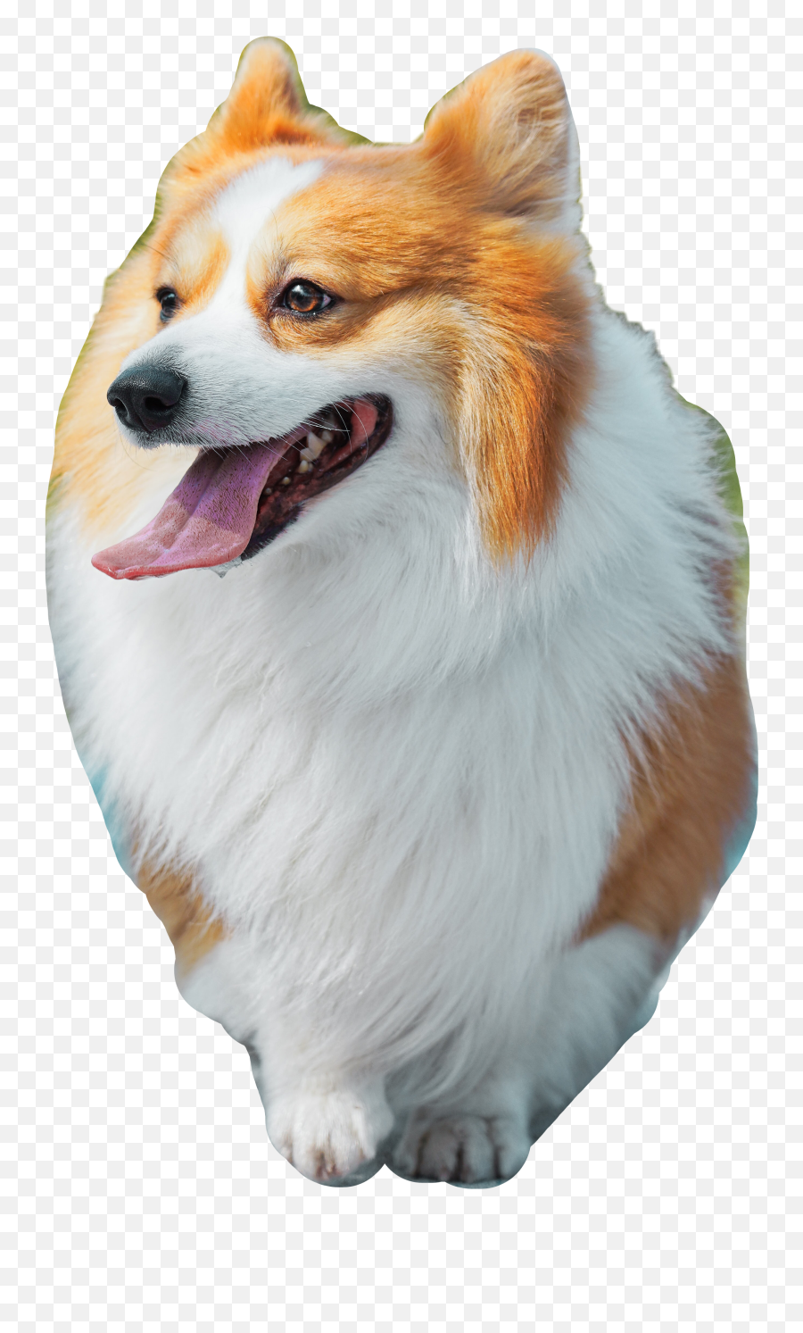 Dog Picsart Corgi Puppy Sticker - Northern Breed Group Emoji,Sheltie Emoji