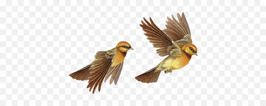 Top Finch Animation Stickers For - Flying Sparrow Animated Gif Emoji,Finch Emoticons