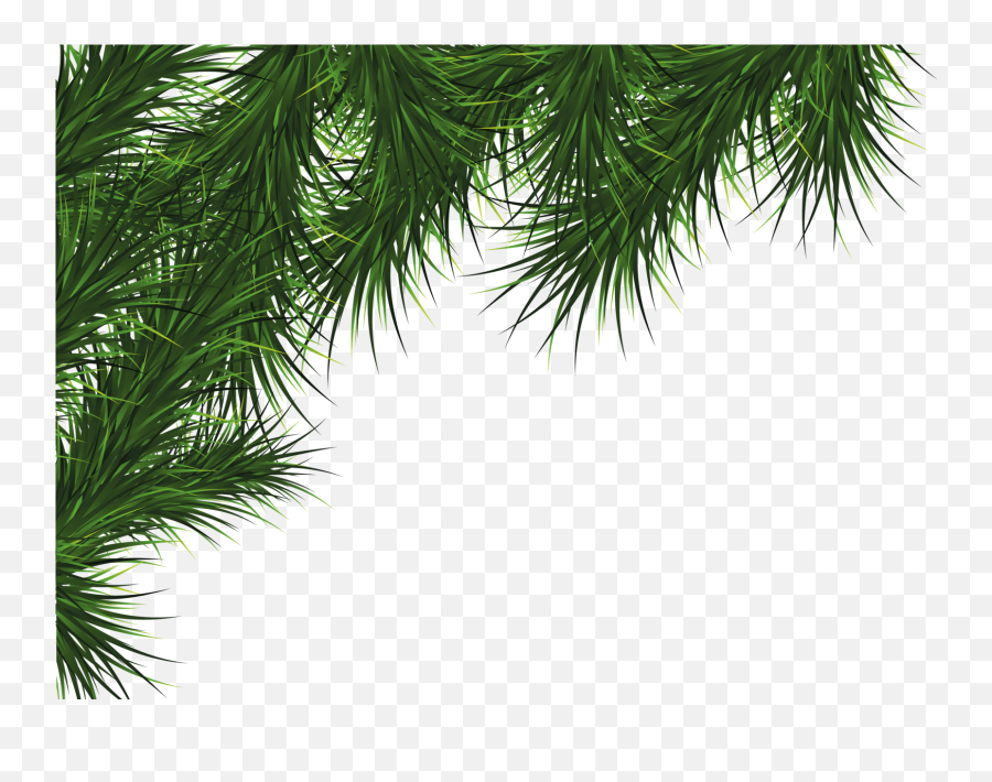 Fir Tree Png Transparent 3725 - Transparent Christmas Tree Leaves Emoji,Woody Emoji