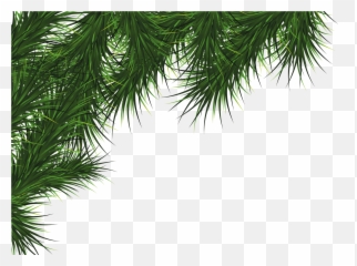 Fir Tree Png Transparent 3725 - Transparent Christmas Tree Leaves Emoji,Woody Emoji