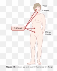 Le Méridien Du Cœur - Point Acupuncture Ventre Femme Emoji,Meridien Vessie Emotion