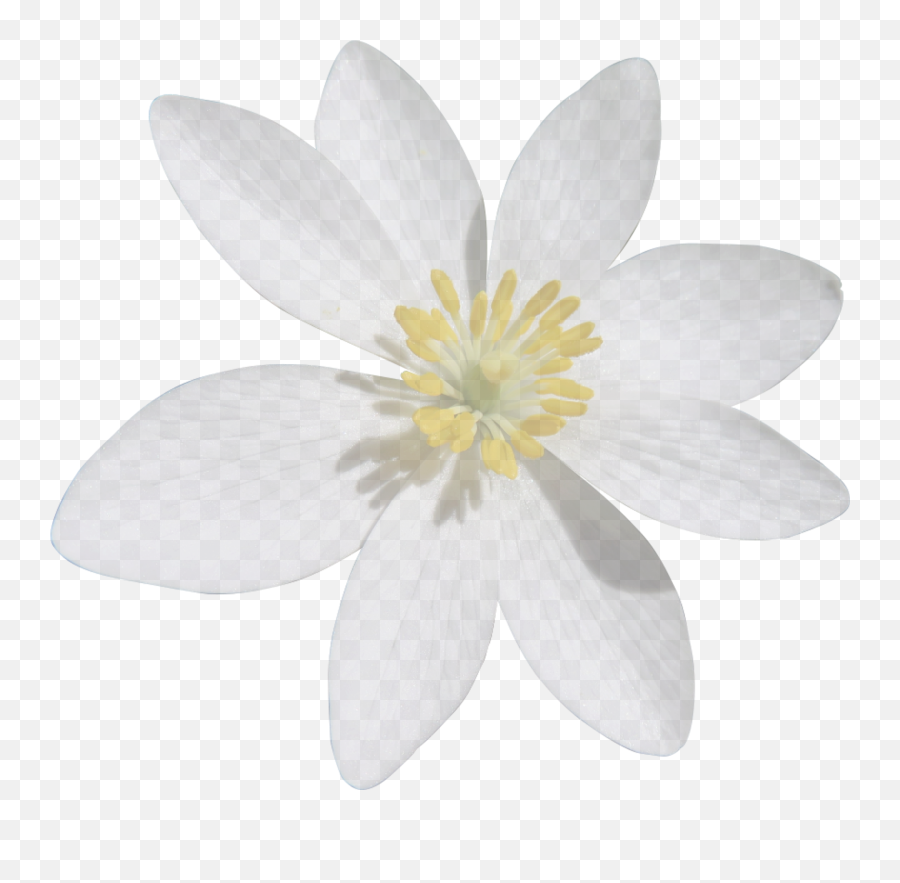 Petal White Flower - Flower Png Download 19201800 Free Transparent Background White Flower Png Emoji,White Flower Emoji