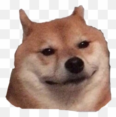 Shibe Shibenation Shiber Sticker - Hokkaido Dog Emoji,Shibe Emoji