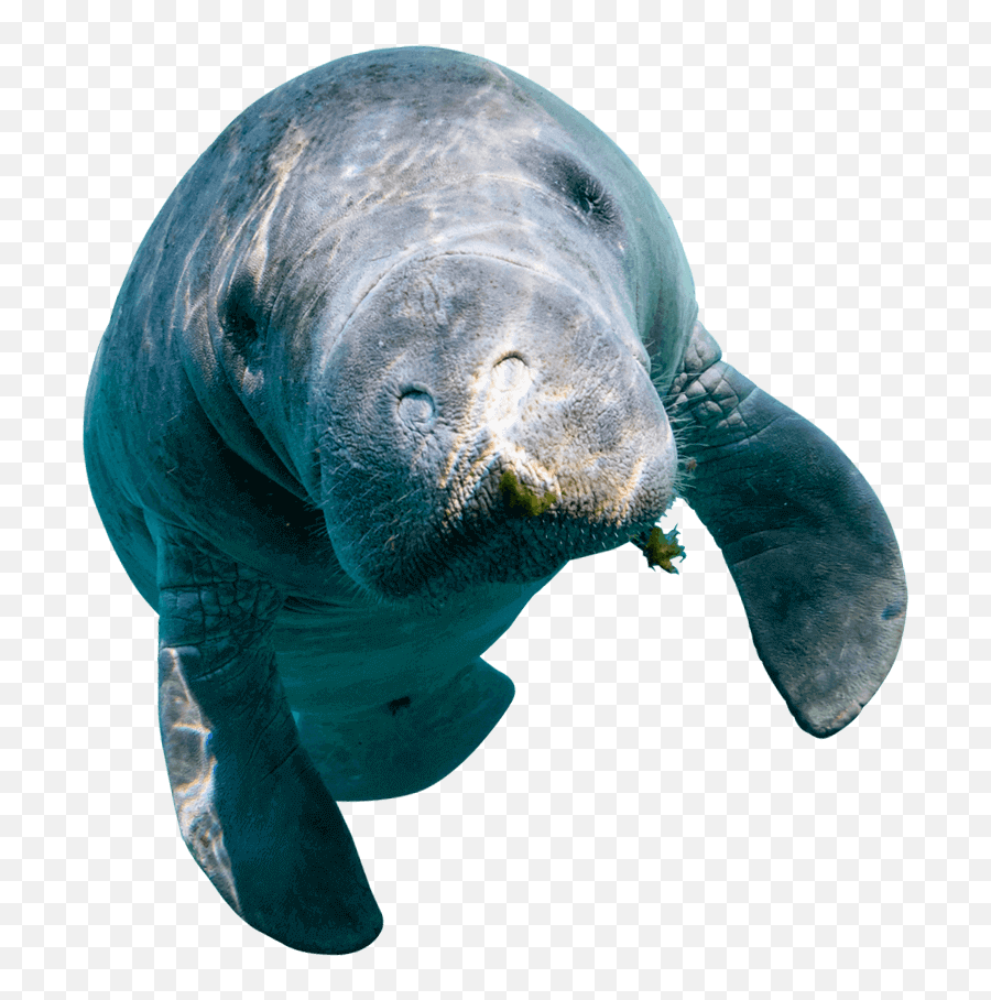 Swim With Manatees In Crystal River - Manatee Png Emoji,Do Manatees Have Emotions