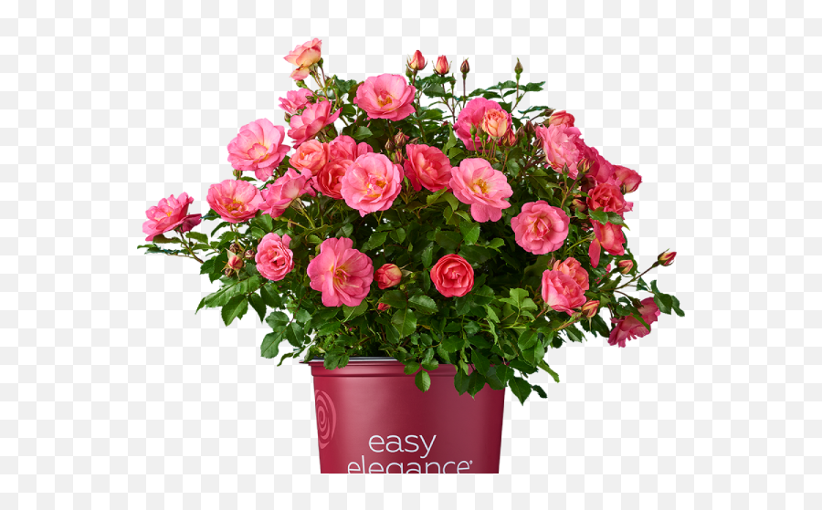 Welcome To Bailey Nurseries Growing Whatu0027s Next - Rose Plant Png Emoji,Picture Of Sweet Emotion Abelia In Garden