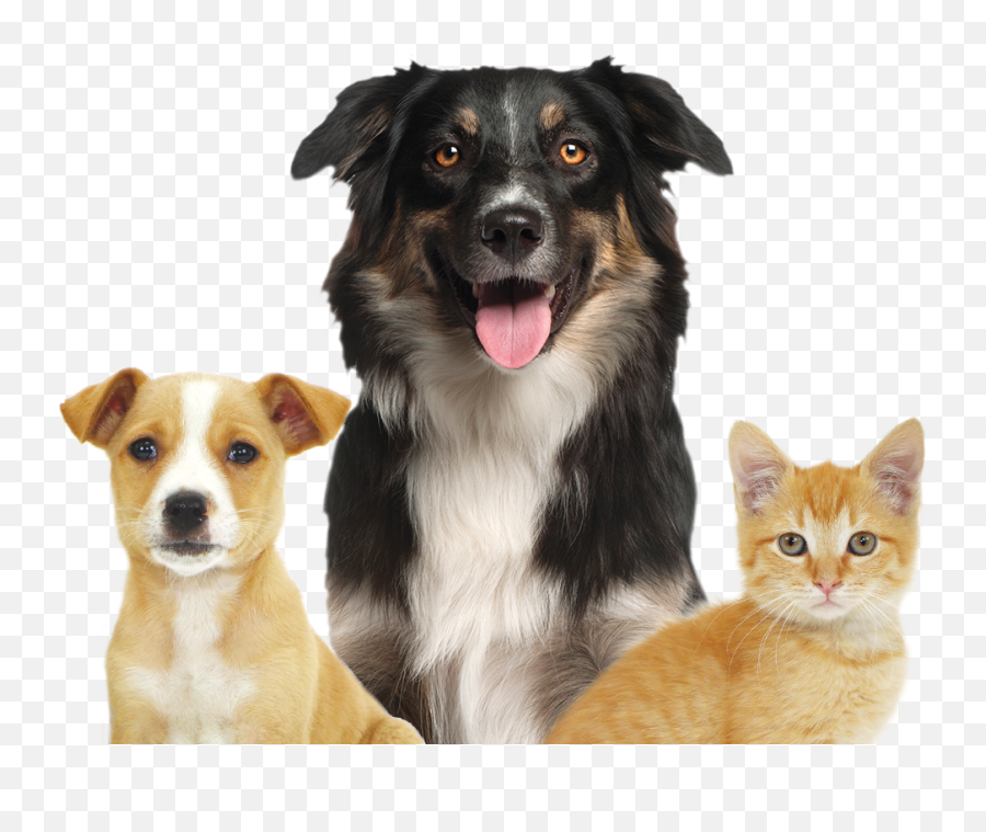 Global Pet Adoptathon 2021 Events Animal League - English Shepherd Emoji,Emotions Pet Copywriter