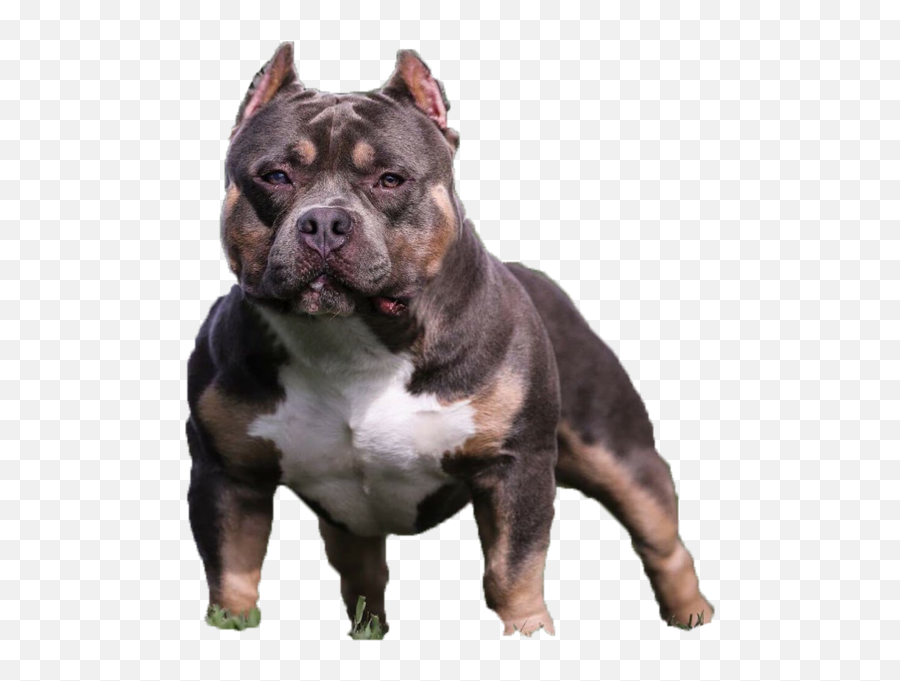 American Bully Psd Official Psds - American Bully Transparent Emoji,Dog Ptbull Emojis