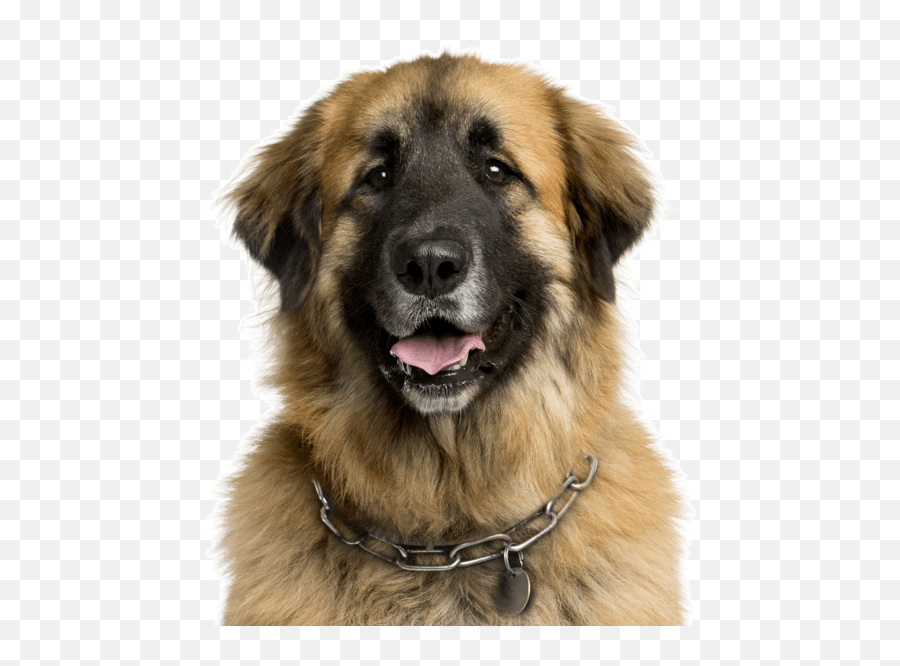 Leonberger Puppies For Sale - Leonberger Female Emoji,Caucasian Mountain Shepherd Puppy Emoticon